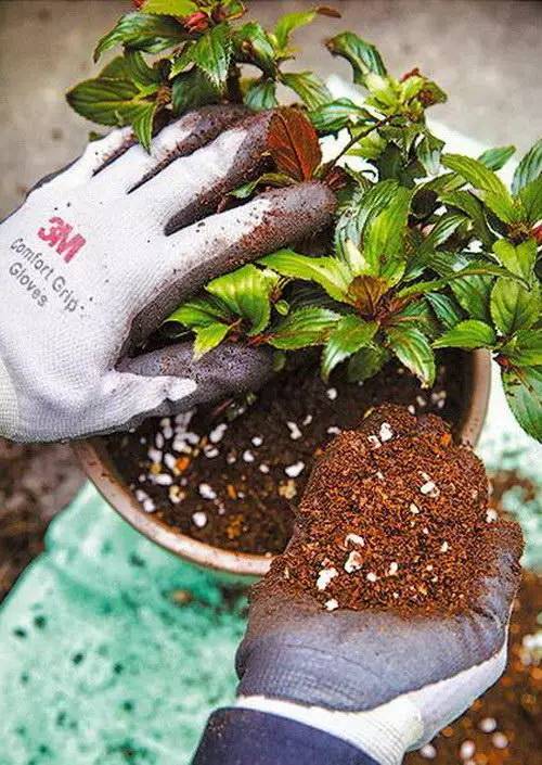 花友必看，盆栽植物什么时候换盆