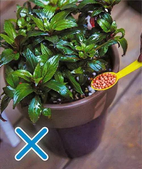 花友必看，盆栽植物什么时候换盆