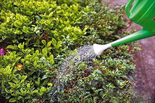 花友必看，盆栽植物什么时候换盆