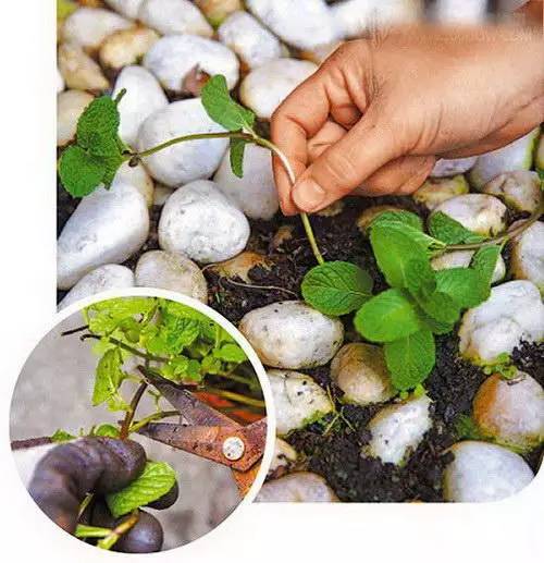 花友必看，盆栽植物什么时候换盆