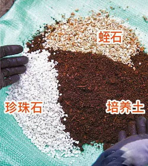 花友必看，盆栽植物什么时候换盆