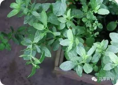 七多”与“七少”原则，养花新手必学