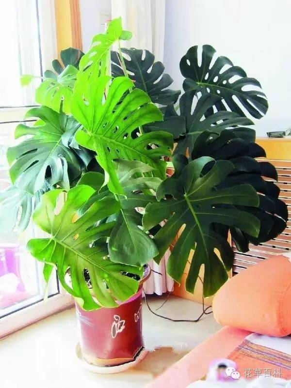 七多”与“七少”原则，养花新手必学