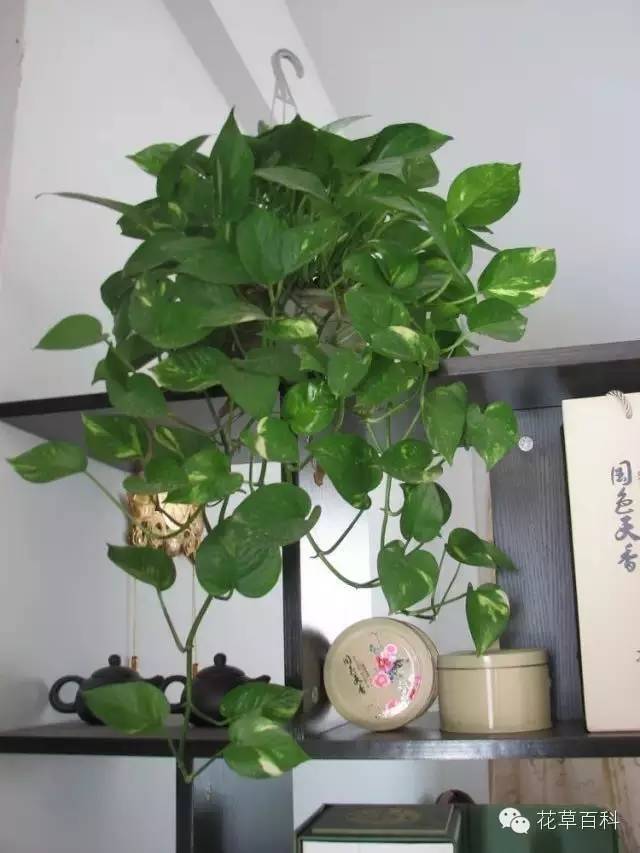 七多”与“七少”原则，养花新手必学