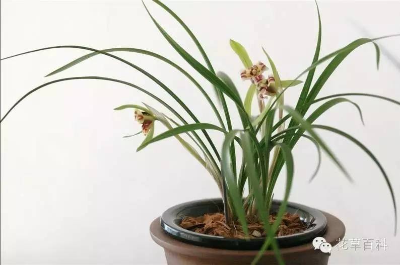 七多”与“七少”原则，养花新手必学