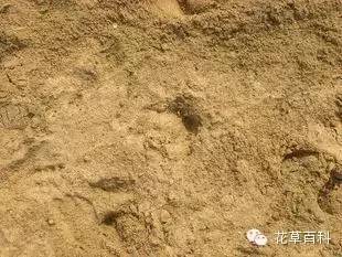 七多”与“七少”原则，养花新手必学