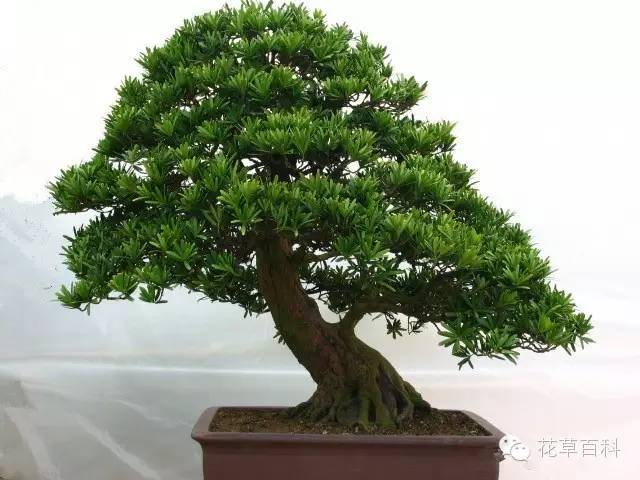 七多”与“七少”原则，养花新手必学