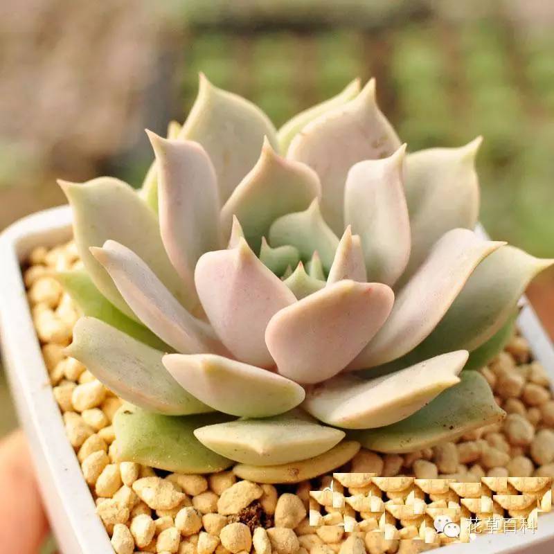 七多”与“七少”原则，养花新手必学