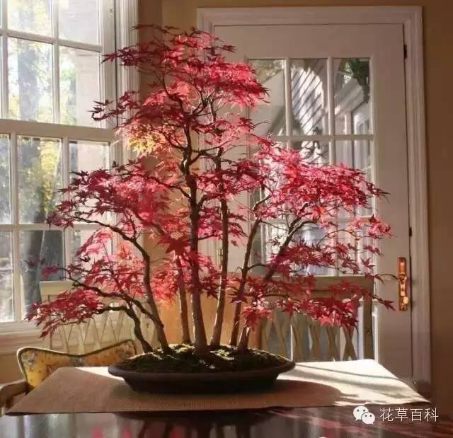 七多”与“七少”原则，养花新手必学