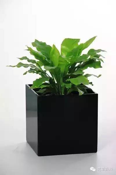 七多”与“七少”原则，养花新手必学