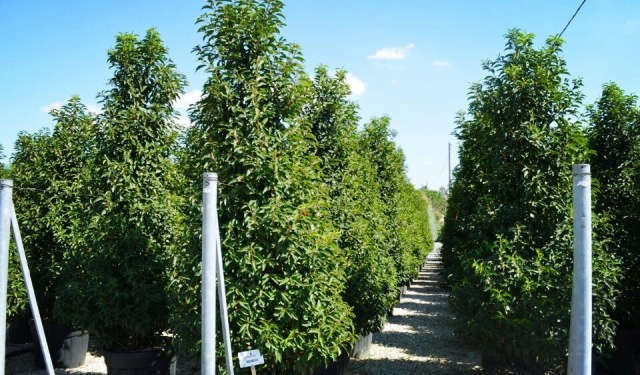 欧洲高逼格苗圃生产模式！出次品都难！