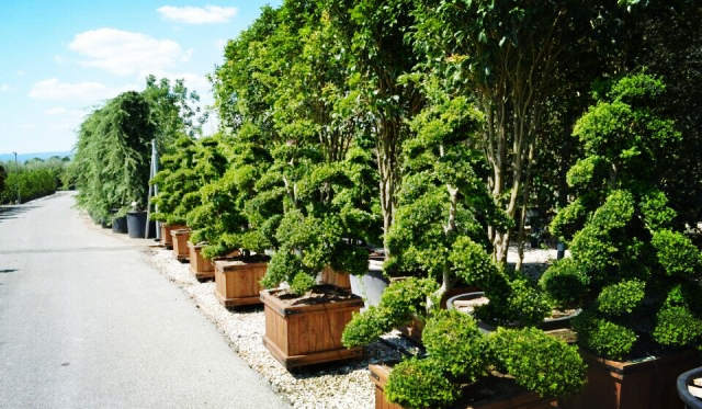 欧洲高逼格苗圃生产模式！出次品都难！