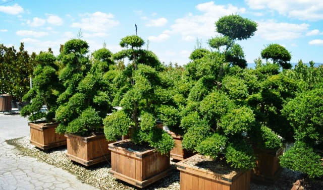 欧洲高逼格苗圃生产模式！出次品都难！