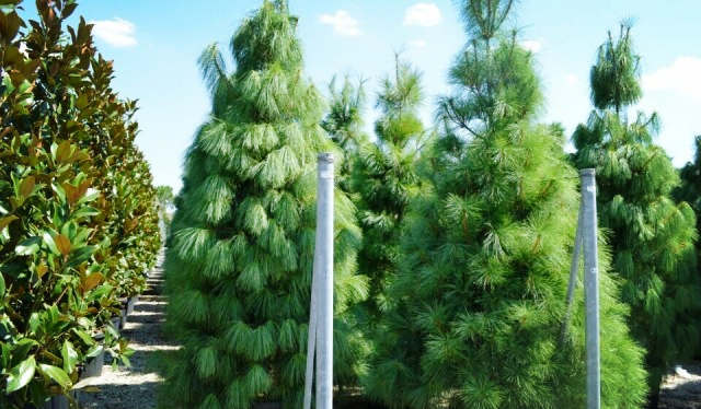 欧洲高逼格苗圃生产模式！出次品都难！