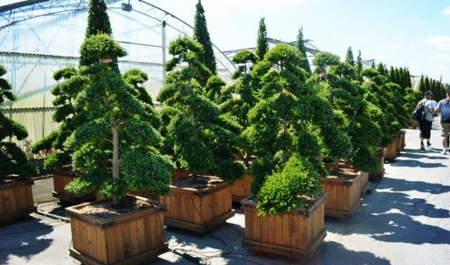 欧洲高逼格苗圃生产模式！出次品都难！