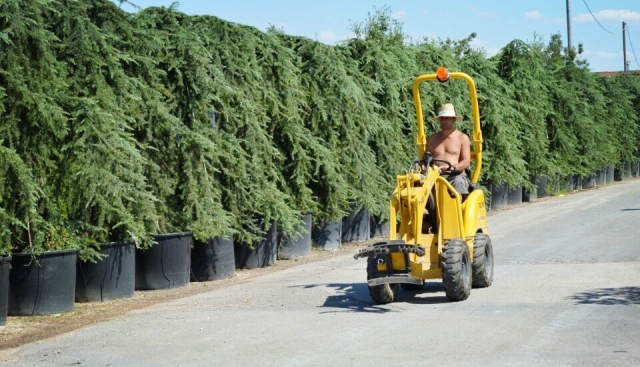 欧洲高逼格苗圃生产模式！出次品都难！