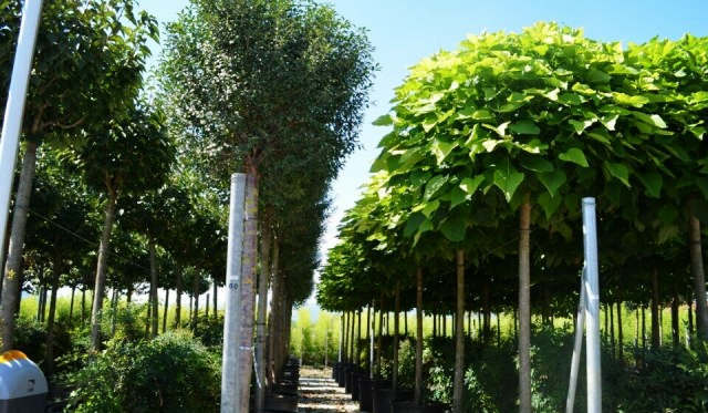 欧洲高逼格苗圃生产模式！出次品都难！