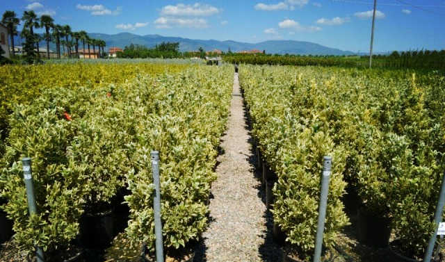 欧洲高逼格苗圃生产模式！出次品都难！