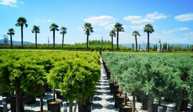 欧洲高逼格苗圃生产模式！出次品都难！