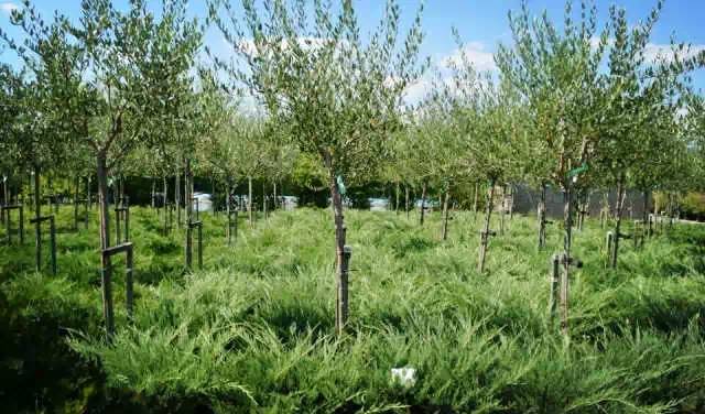 欧洲高逼格苗圃生产模式！出次品都难！