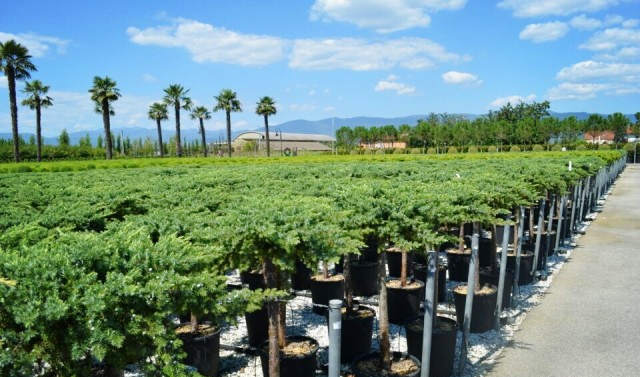 欧洲高逼格苗圃生产模式！出次品都难！