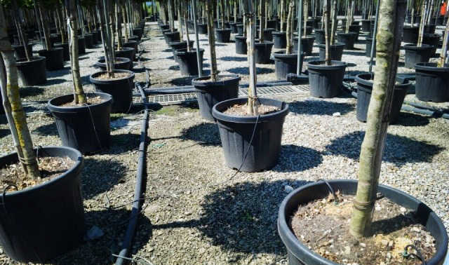 欧洲高逼格苗圃生产模式！出次品都难！