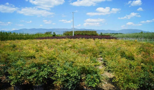 欧洲高逼格苗圃生产模式！出次品都难！