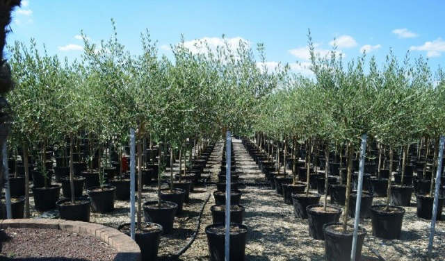 欧洲高逼格苗圃生产模式！出次品都难！