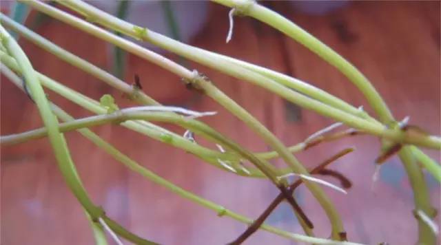 不会养花的人如何让家里绿意盎然！