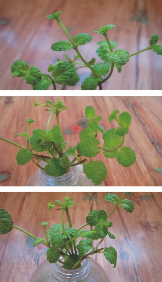 不会养花的人如何让家里绿意盎然！