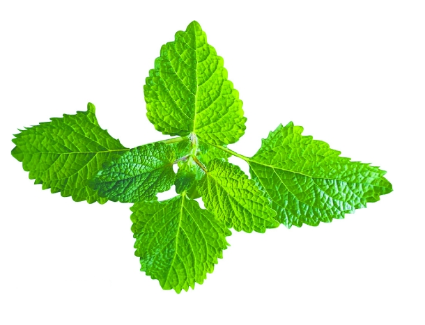 不会养花的人如何让家里绿意盎然！