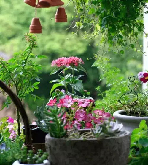 不会养花的人如何让家里绿意盎然！