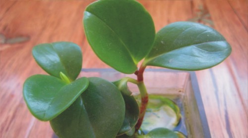 不会养花的人如何让家里绿意盎然！