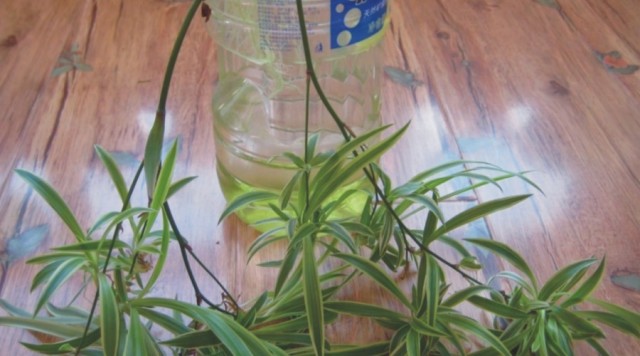 不会养花的人如何让家里绿意盎然！