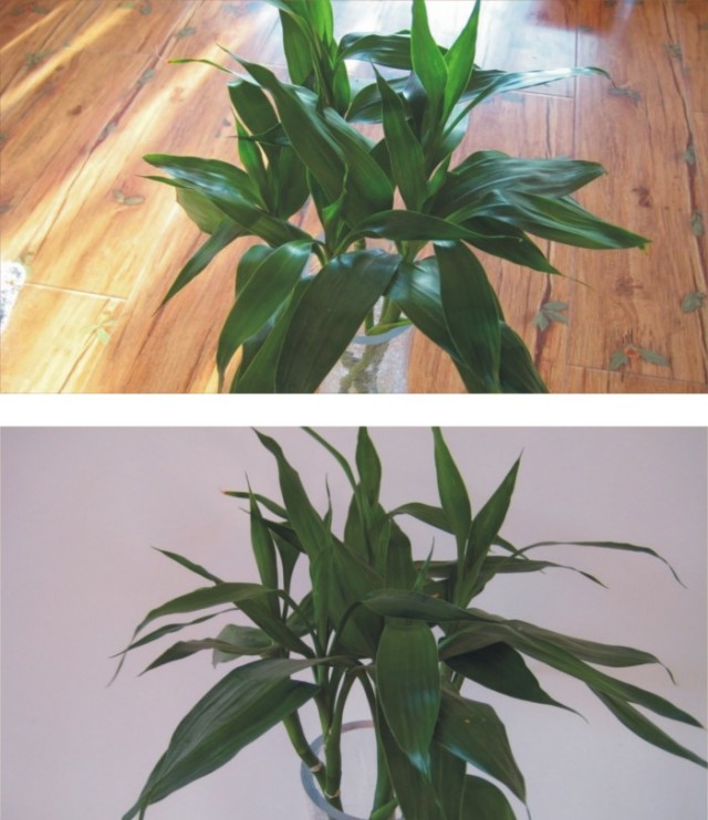 不会养花的人如何让家里绿意盎然！