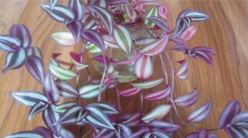 不会养花的人如何让家里绿意盎然！