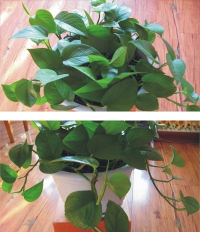 不会养花的人如何让家里绿意盎然！