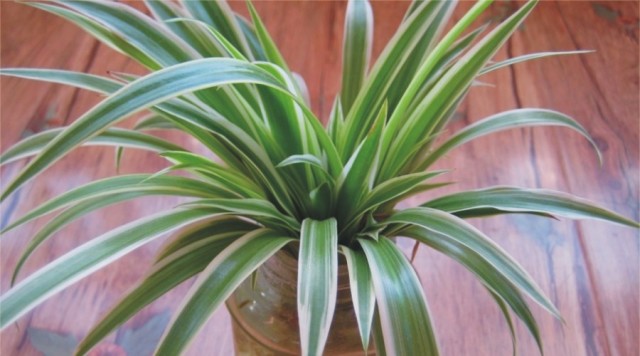 不会养花的人如何让家里绿意盎然！