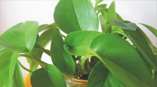 不会养花的人如何让家里绿意盎然！