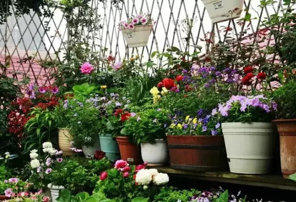 不会养花的人如何让家里绿意盎然！