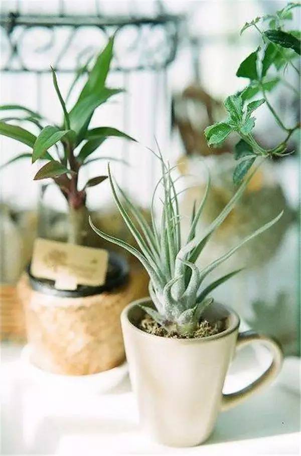 别再买花盆了，教你不花一分钱做盆栽！
