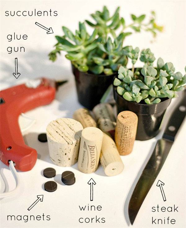 别再买花盆了，教你不花一分钱做盆栽！