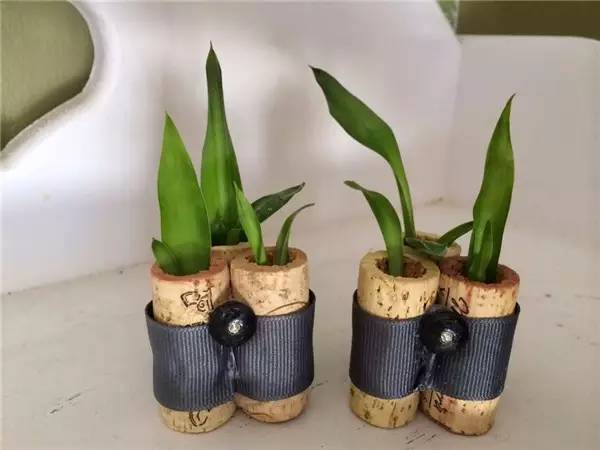 别再买花盆了，教你不花一分钱做盆栽！