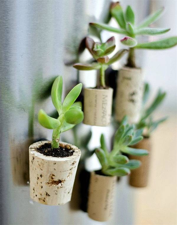 别再买花盆了，教你不花一分钱做盆栽！