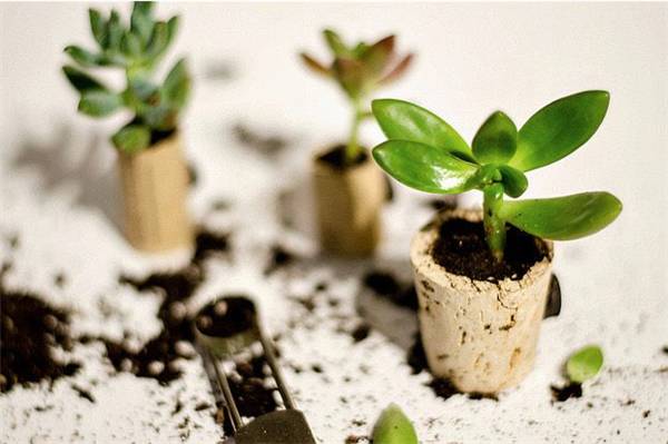 别再买花盆了，教你不花一分钱做盆栽！