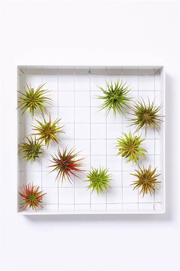 别再买花盆了，教你不花一分钱做盆栽！