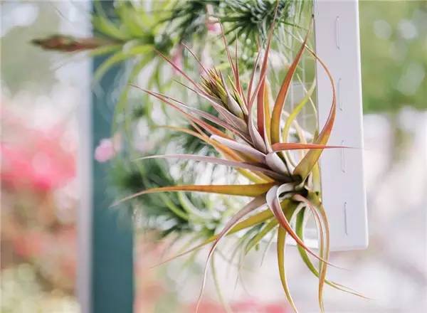 别再买花盆了，教你不花一分钱做盆栽！