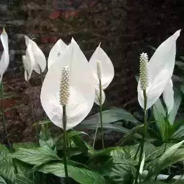 屋内没法通风？去种这些花草就对了！