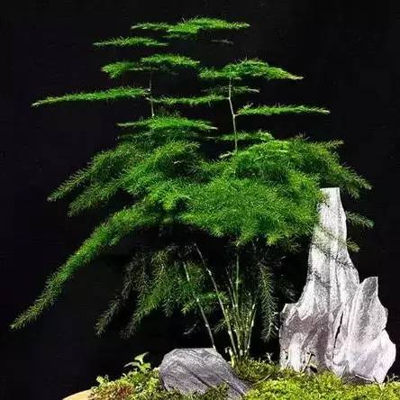 屋内没法通风？去种这些花草就对了！