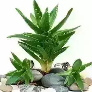 屋内没法通风？去种这些花草就对了！